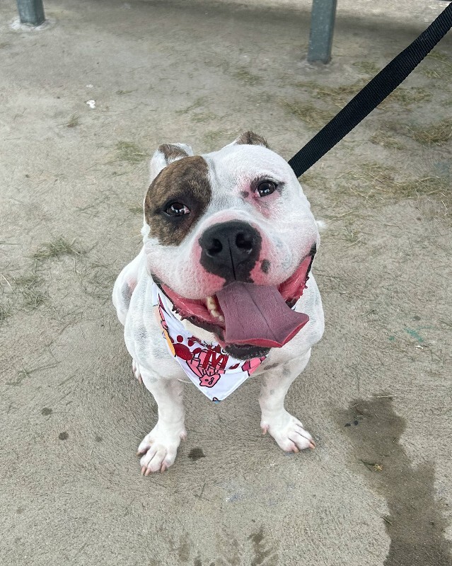 View Harrigan the Dog Photo #17